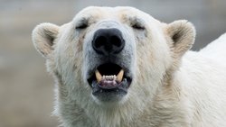 In unseren Breiten werden sie eher als Attraktionen betrachtet, nicht als Gefahr: ein Eisbär im Rostocker Zoo © Stefan Sauer/dpa
