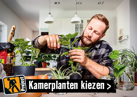 Kamerplanten kiezen | HORNBACH