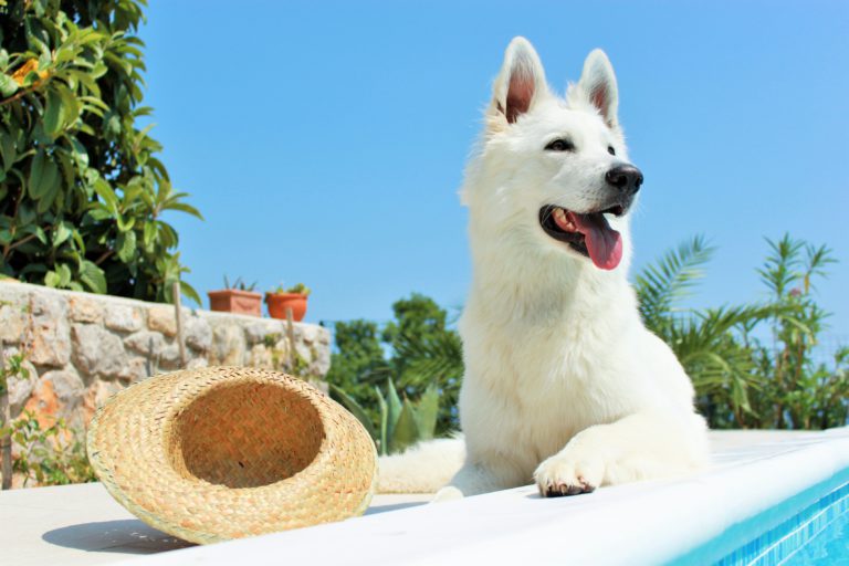 Zonbescherming voor honden
