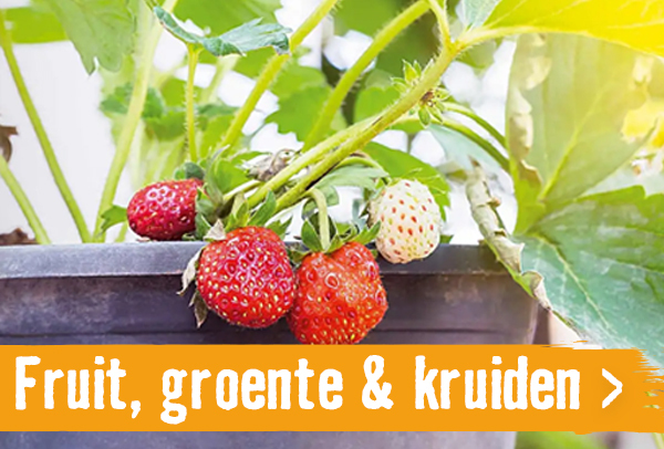 Fruit, groente & kruiden | HORNBACH