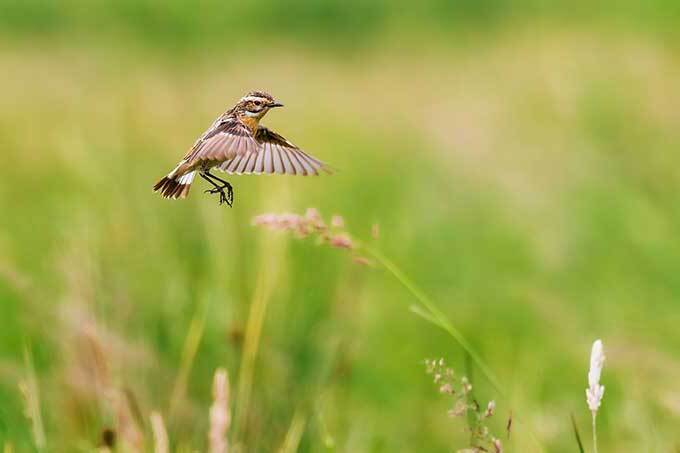 Fliegendes Braunkehlchen – Foto: Jan Sohler