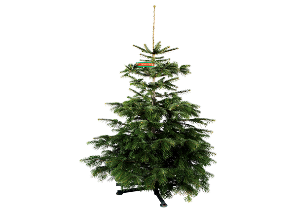 Christbaum Nordmanntanne GOLD H 130-230 cm, geschlagen aus nachhaltigem Anbau