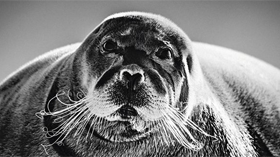 Die dokumentarische Darstellung bleibt dahinter zurück, wenn nötig. Dafür legen die Aufnahmen andere faszinierende Feinheiten offen – wie die stark kontrastierten Schnurhaare dieses Seehunds in Spitzbergen. © Laurent Baheux