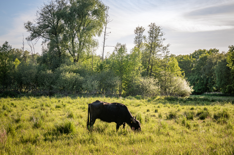 11 tips for a day out in Reinickendorf