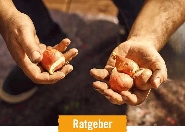 HORNBACH Ratgeber Blumenzwiebeln pflanzen
