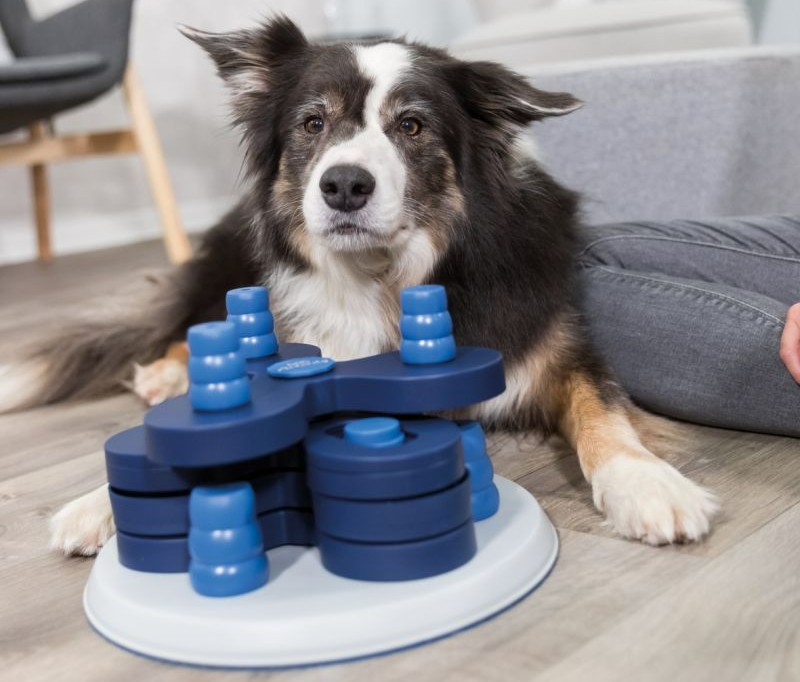 Daag je hond uit met hersenspelletjes
