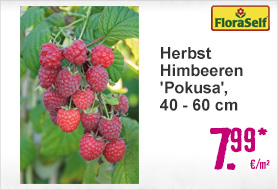 Herbst Himbeeren Pokusa im Onlineshop