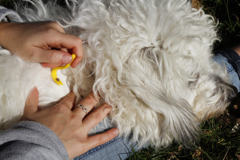 Behandel je hond tegen teken, vlooien en luizen voordat je op vakantie gaat!