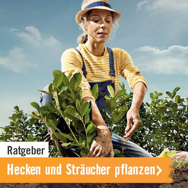 Projekt: Hecken und Sträucher pflanzen