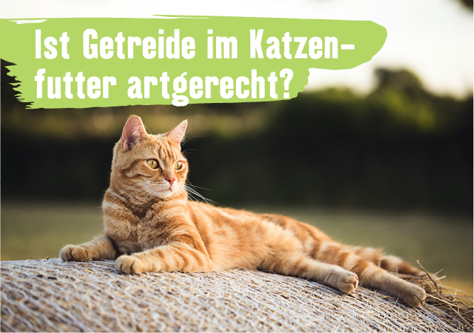 Getreidefreie Fütterung