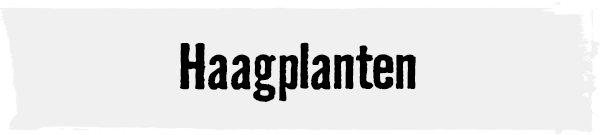 Haagplanten | HORNBACH