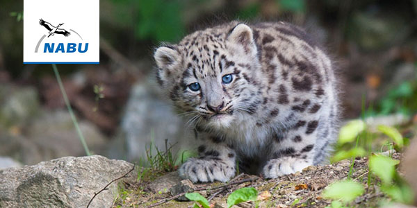 Junger Schneeleopard - Foto: Andreas Richter