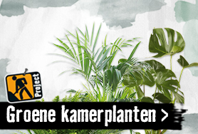 Groene kamerplanten kiezen | HORNBACH