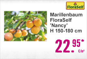 Marillenbaum FloraSelf Prunus armeniaca' 'Nancy' H 150-180 cm Co 6 L