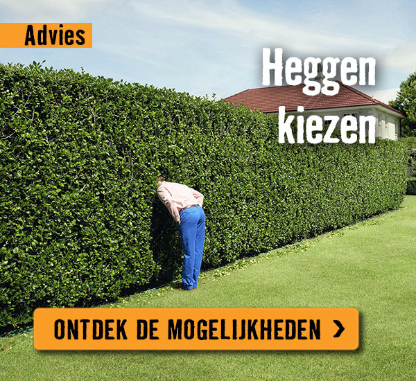 Heggen kiezen | HORNBACH 
