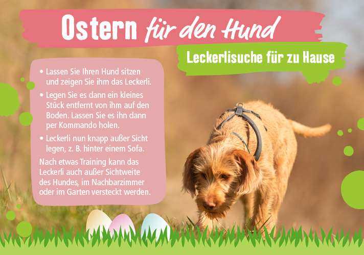 Ostern für den Hund