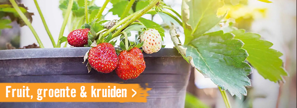 Fruit, groente & kruiden | HORNBACH