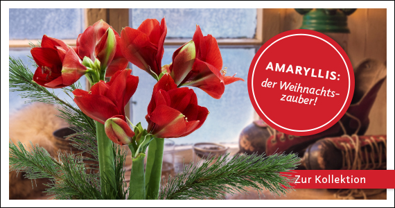Zur Kollektion