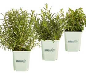 GREENBAR® italienische Kräuter, 3er Pack