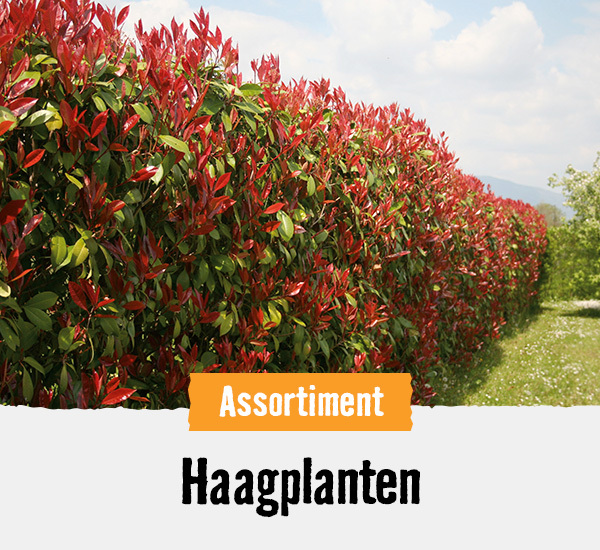 Haagplanten | HORNBACH 