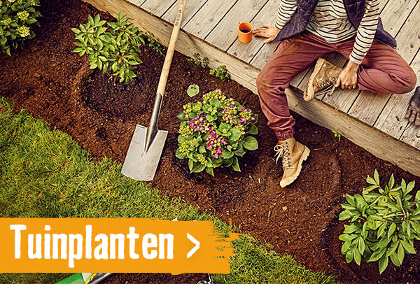 Tuinplanten | HORNBACH