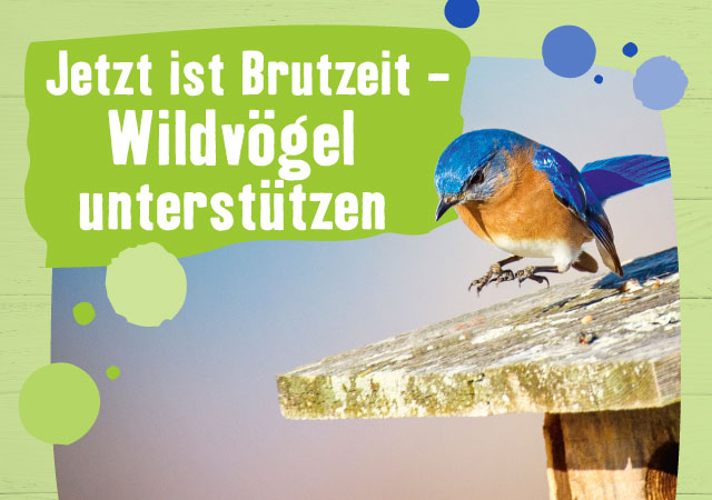 Wildvögel unterstützen