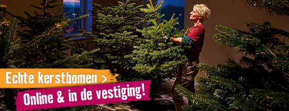Kerstbomen | HORNBACH
