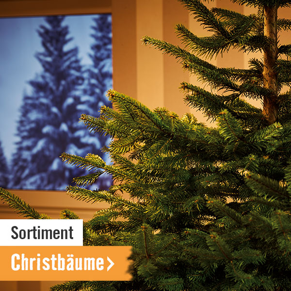 Sortiment: Christbäume