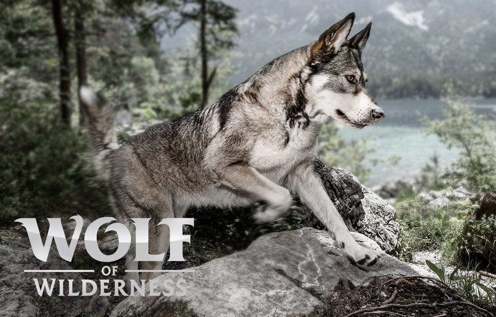 Probeer Wolf of Wilderness hondenvoer!