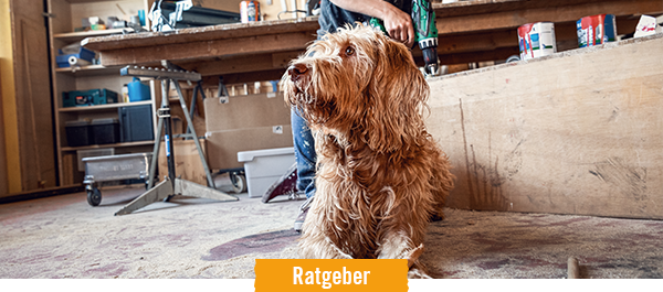 Ratgeber Hunde halten