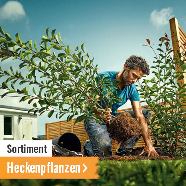 Heckenpflanzen im HORNBACH Onlineshop