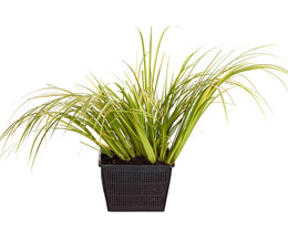 Weißgestreifter Kalmus 'Ogon' - Grasartiger Garten-Kalmus 'Ogon'