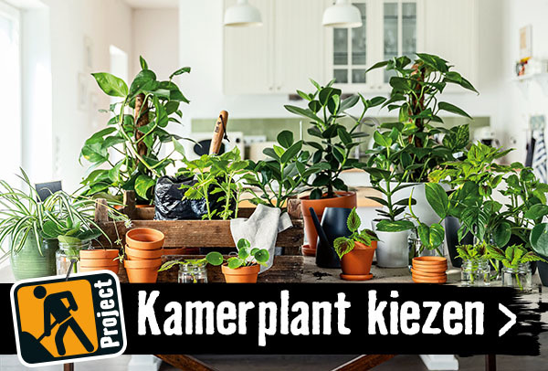 Welke groene kamerplant moet ik kiezen?| HORNBACH