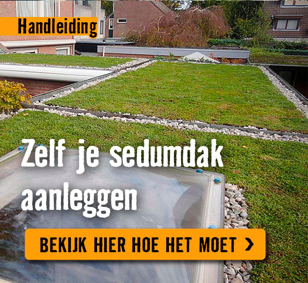Zelf je sedumdak aanleggen | HORNBACH