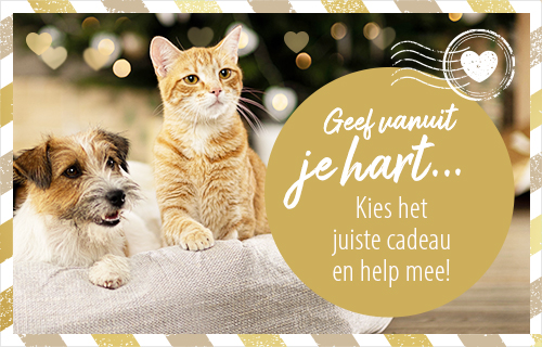 Ontdek onze kerstmarkt!