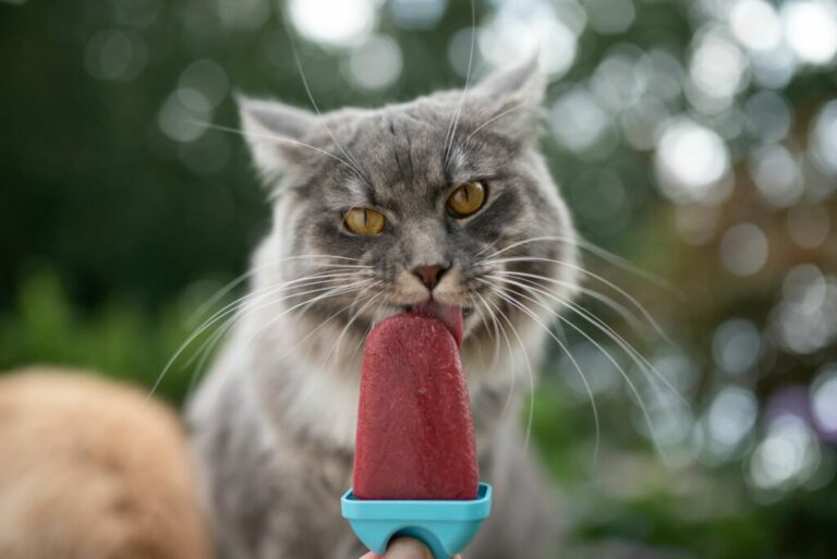 Zelf kattenijs maken: 5 leuke recepten