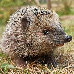 Igel brauchen Freunde - Foto: Roger Cornitzius