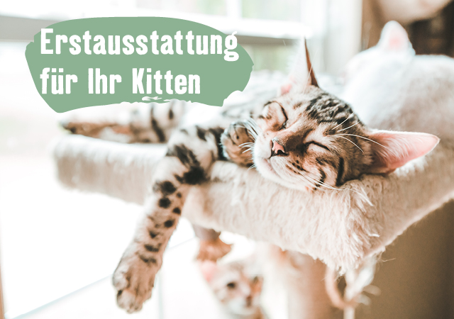 Erstausstattung für Ihre Katze