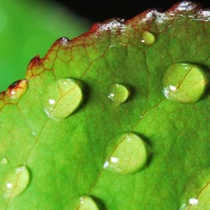 Blatt mit Tropfen - Foto: NABU/ H.-L. Pelzer