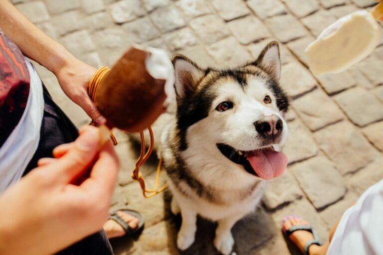 Zelf hondenijs maken: 7 makkelijke recepten