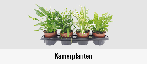 Kamerplanten | HORNBACH