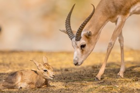 Uferschnepfe mit Küken – Foto: Alamy Stock Photo/Buiten-Beeld