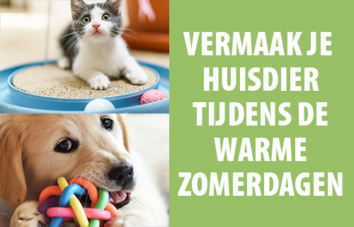 Vermaak je huisdier tijdens de warme zomerdagen!