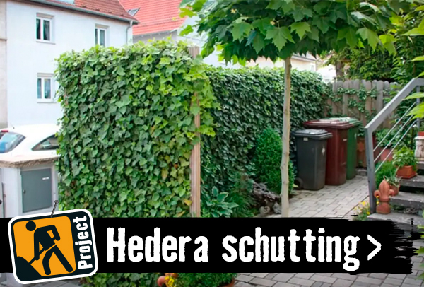 Hedera schutting maken | HORNBACH