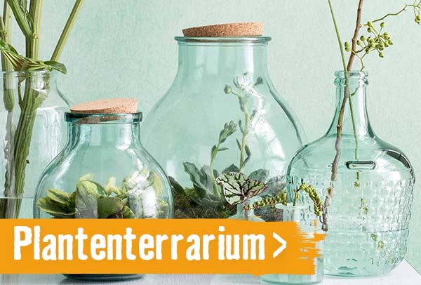 Plantenterrarium l HORNBACH