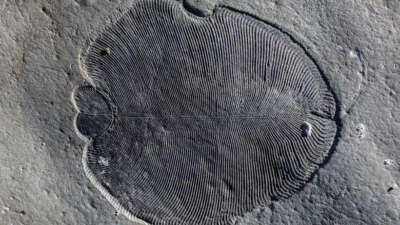 Ein in Russland gefundenes Fossil von Dickinsonia © Ilya Bobrovskiy/ Australian Nati/d