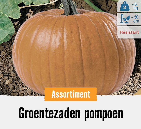 Groentezaden pompoen | HORNBACH