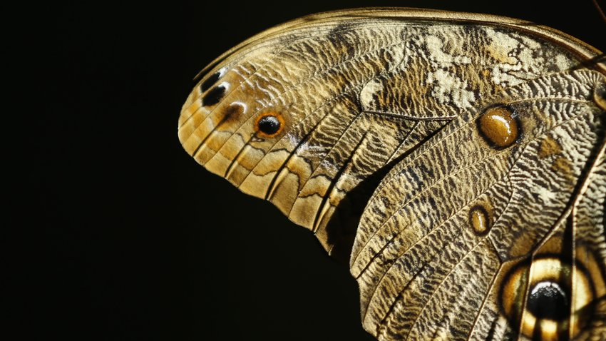  Nach Ansicht der Forscher ist es wahrscheinlich, dass die gefundenen Schuppen denjenigen ähnelten, die Schmetterlinge heute haben. Die im Bild gezeigten Flügel stammen von einem Bananenfalter. © Mike Blake/Reuters 