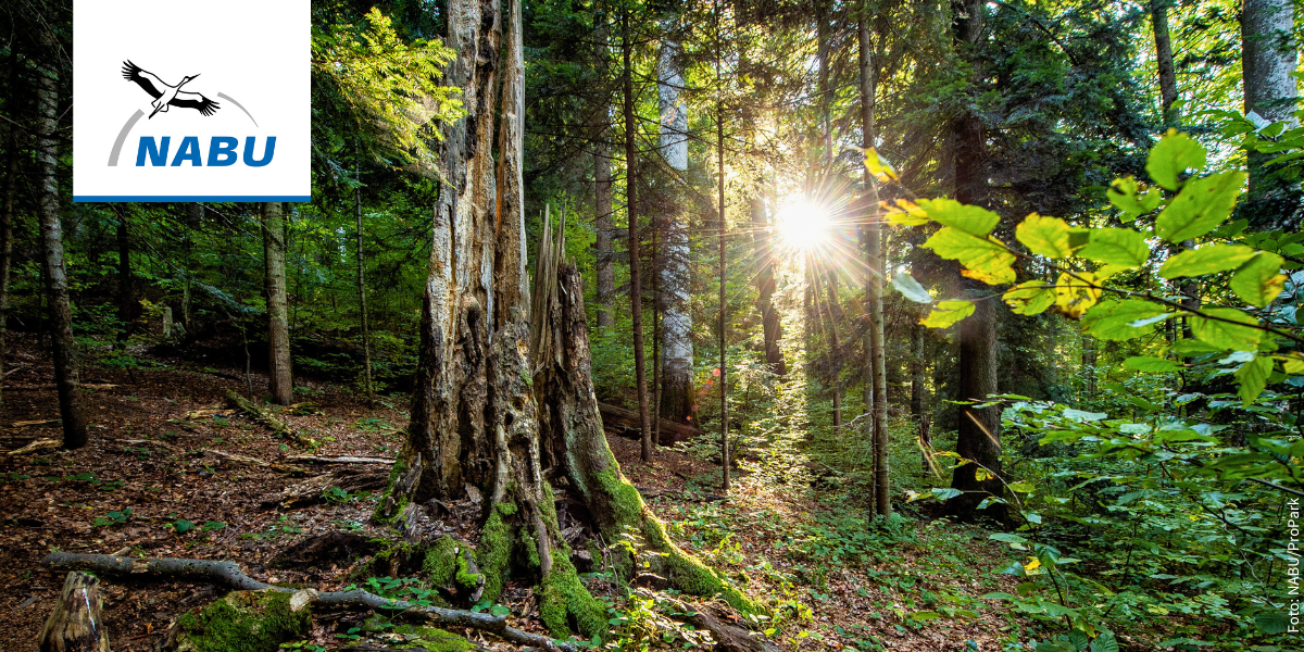 Stehendes Totholz mit Sonnenstern im Wald - Foto: NABU/ProPark