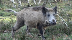 Ein Wildschwein in der Döberitzer Heide © Bernd Settnik/dpa